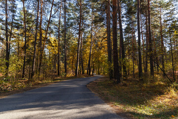 An asphalt road passing through the autumn forest. Tall pines. Golden Sun
