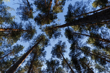 View of the blue sky and the tops of pine trees. Abstract natural background