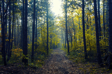 Fototapeta premium misty autumn forest 