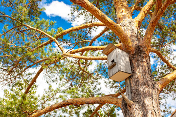 Birdhouse on a tree in autumn. Nesting and feeding place for wild birds.