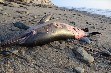 cadavre de dauphin sur une plage bretonne