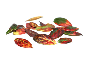 Autumn blueberry leaves on white background