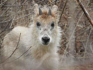 森に潜むニホンカモシカ