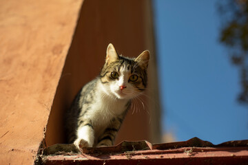Cat on the roof. The pet ran away.