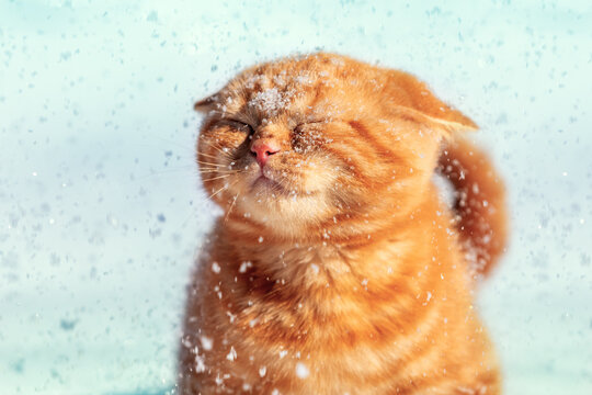 Portrait of a British shorthair ginger kitten walking on the snow in winter during snowfall