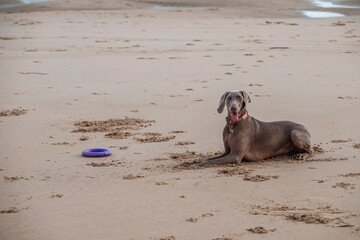 Weimaraner, weimaraner dog playing on Omaha beach at sunrise, Normandy, France