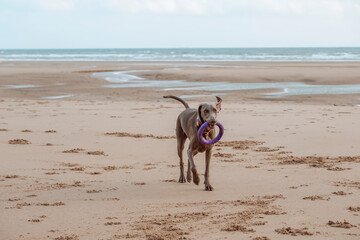 Weimaraner, weimaraner dog playing on Omaha beach at sunrise, Normandy, France - obrazy, fototapety, plakaty
