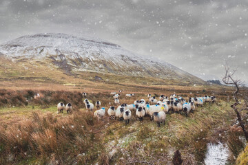 Sheep herd in a field under a snow fall, mountains covered with snow in the background. Winter...
