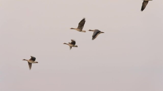 Greater white-fronted goose 