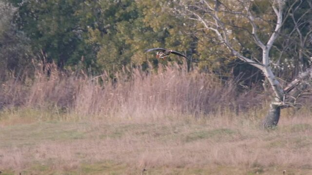 Greater white-fronted goose