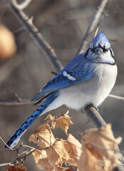 A colorful bluejay stands out against a wintry background.