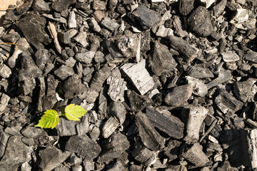Pile of natural black charcoal texture background with green plant