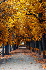 COLORFUL AUTUMN TREE ALLEY
