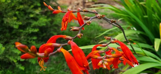 red and yellow flower