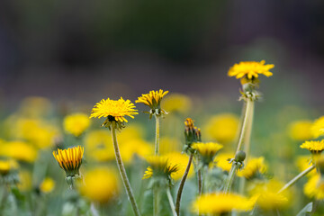 close-up of yellow dandelions against the background of a blurred field