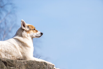white lying dog on a background of blue sky. bottom view of the animal
