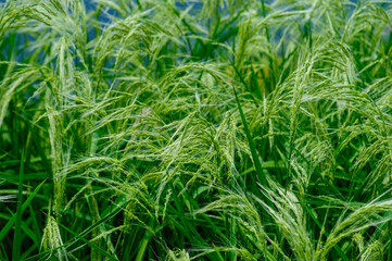 Flowering rice plant growing in the field