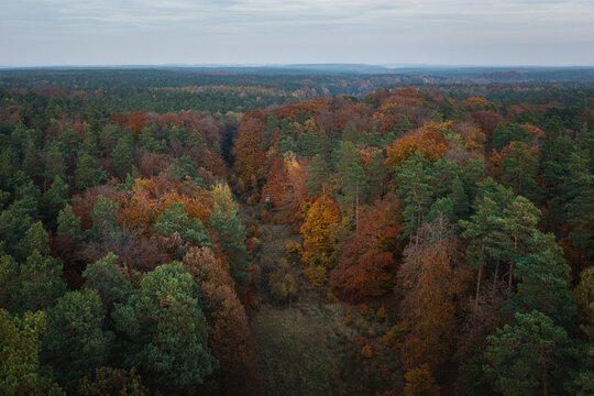 Changing Forest Hunting Ecosystem Forestry Protection Preservation Manage And Cultivate Sustainability Climate Change 
