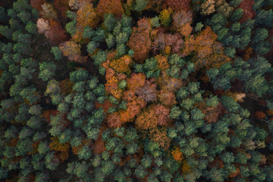 Changing autumn forest colors ecosystem treetops drone woods forestry protection preservation manage and cultivate sustainability climate	

