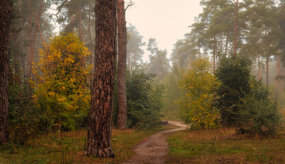 Fototapeta premium Foggy morning in the forest. Damp weather. The distant trees are covered with fog.