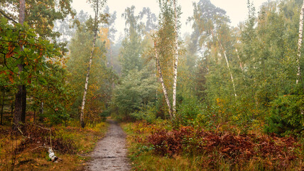 Foggy morning in the forest. Damp weather. The distant trees are covered with fog.