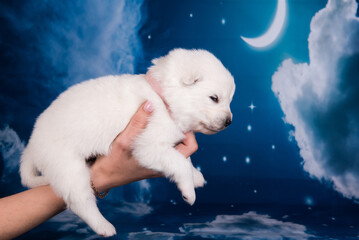 White fluffy small Samoyed puppy dog on hands