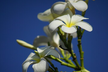 Obraz premium flowering