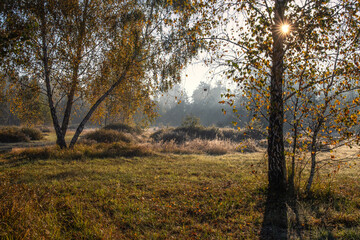 Sunny morning in the forest. Beginning of autumn. Sunlight plays in the branches of the trees. Good weather.