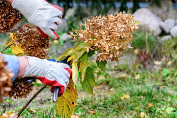 Pruning of dried flowers in the autumn garden. A gardener cuts a perennial hydrangea bush in his...