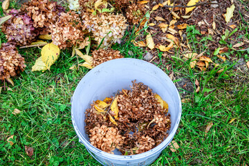 Pruning of dried flowers in the autumn garden. Plastic white bucket with dried hydrangea flowers in the autumn season