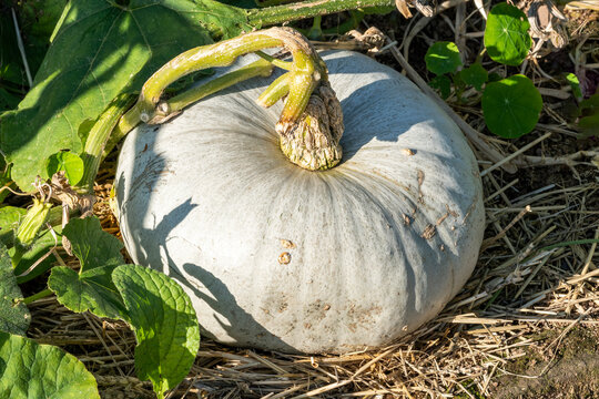 Blue Hungarian pumpkin (Cucurbita maxima) a grey white winter vegetable squash ready for Halloween, stock photo image