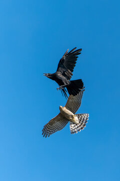 Sparrowhawk (Accipiter nisus) a bird of prey raptor in flight attacking a jackdaw crow (Corvus monedula) with a blue sky, stock photo image