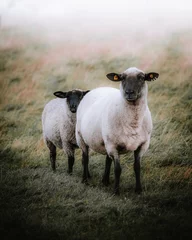 Papier Peint photo Noir Famille de moutons
