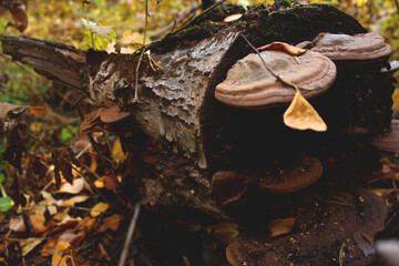 mushroom on the tree