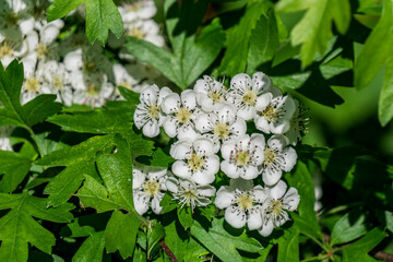 beautiful white flowers on a background of green leaves summer time
