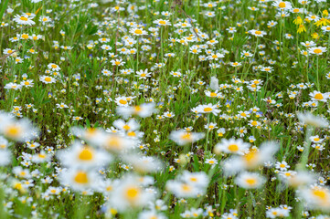 Beautiful summer floral background with delicate white chamomile flowers close-up on a meadow in grass.