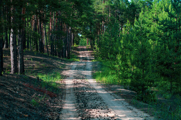Fototapeta premium Bright green young and old green trees growing along road. Sandy road in pine forest, rays sunlight. Nature outdoors