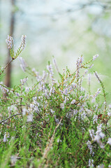 Heather on forest glade background close-up