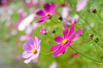 Pink  flowers close up on flowers background vegetation on a blurred background.