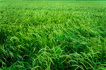 Beautiful rice fields seen from above, sustainable agriculture.