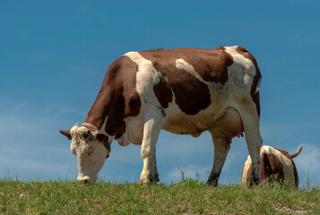 Fototapeta na wymiar Vache montbéliarde au pâturage à Corveissiat, Ain, France