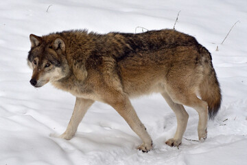 Fototapeta na wymiar wolf im schnee