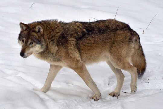 wolf im schnee