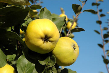 Quitten am Baum