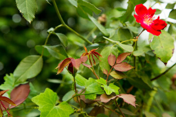 Flower and Leaves
