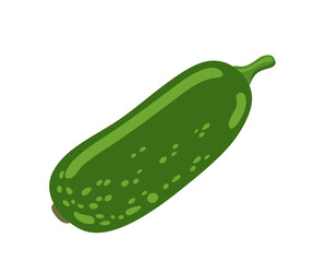 Chi Qua, winter melon. Benincasa hispida, Fuzzy gourd, Mokwa vegetable. Green wax gourd. Asian vegetable, cuisine ingredient. Healthy vegetarian food. Flat vector illustration.