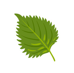 Shiso, perilla. Fresh green oba leaf. Sesame Leaf. Japanese vegetable. Asian cuisine ingredient. Healthy vegetarian food. Flat vector illustration. - obrazy, fototapety, plakaty