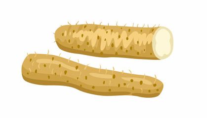 Nagaimo or Yamaimo. Yamaimo roots, mountain Yam. Chinese and japanese vegetable. Asian cuisine ingredient. Healthy vegetarian food. Hand drawn flat vector illustration.