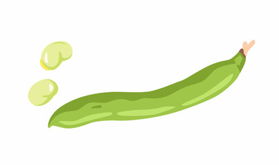 Fava kidney bean. Fresh green vegetable. Asian cooking ingredient. Healthy natural vegetarian food. Hand drawn flat vector illustration.