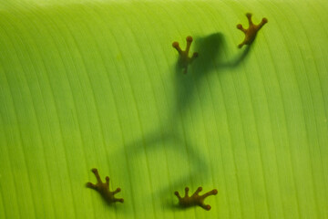 Fototapeta premium A tropical and exotic frog climbing up behind palm leaf. Only silhouette is visible and some of the typical markings of this kind - red finger tips. Interesting and beautiful animal portrait.